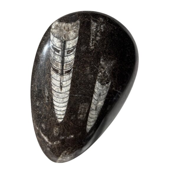 Polished Orthoceras Silurian fossil cabochon rock/stone Paperweight - Picture 2 of 7